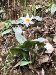 Erythronium shastense