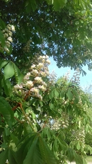 Aesculus hippocastanum