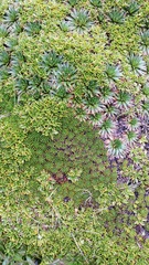Azorella aretioides