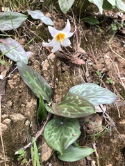 Erythronium shastense