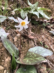 Erythronium shastense