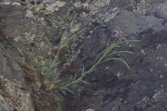 Boechera breweri