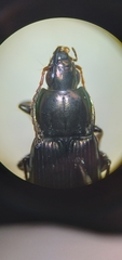 Poecilus lucublandus