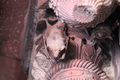 Taphozous nudiventris