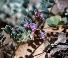 Astragalus cobrensis