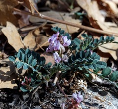 Astragalus cobrensis