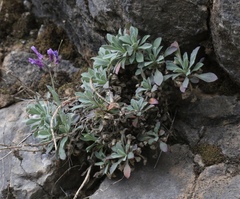 Boechera breweri shastaensis