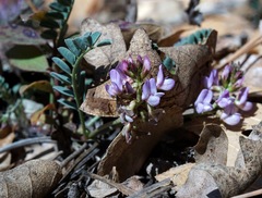 Astragalus cobrensis