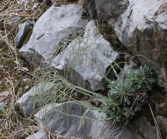 Boechera breweri shastaensis