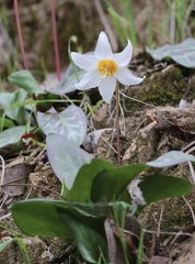 Erythronium shastense
