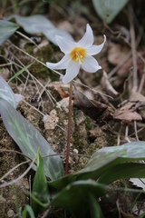 Erythronium shastense