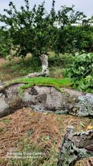 Ctenosaura acanthura