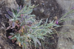 Boechera breweri