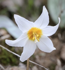 Erythronium shastense