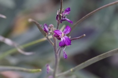 Boechera breweri