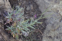 Boechera breweri