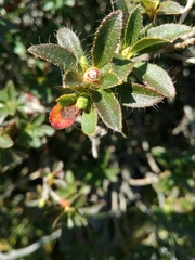 Rhododendron hirsutum