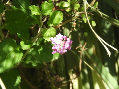 Lantana megapotamica
