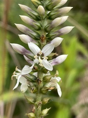 Coutoubea spicata
