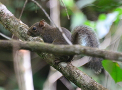 Sciurus deppei