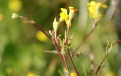 Osteospermum aciphyllum