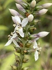 Coutoubea spicata