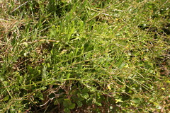Osteospermum aciphyllum