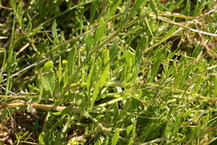 Osteospermum aciphyllum