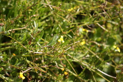 Osteospermum aciphyllum
