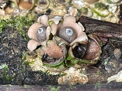 Geastrum schweinitzii