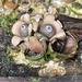 Geastrum schweinitzii - Photo (c) Damon Tighe, some rights reserved (CC BY-NC), uploaded by Damon Tighe