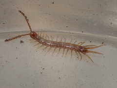 Pokabius disantus