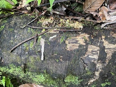 Geastrum schweinitzii