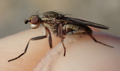 Pherbellia cinerella