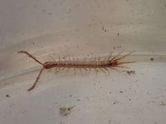 Pokabius disantus