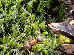 Formica rufa