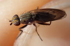 Pherbellia cinerella