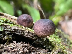 Lycoperdon fuligineum