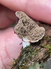 Lycoperdon fuligineum