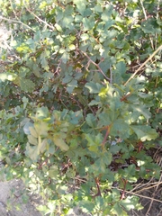 Magnoliopsida