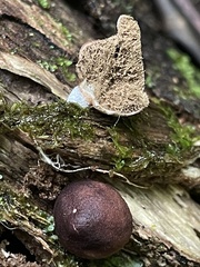 Lycoperdon fuligineum