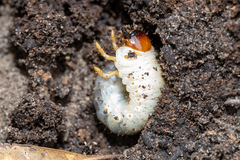 Dynastes tityus