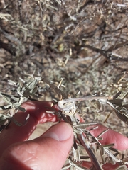 Asphondylia atriplicis