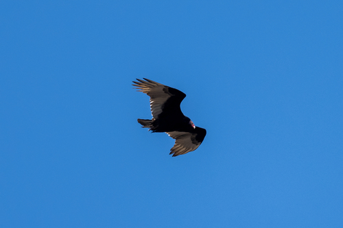 Turkey Vulture photographed in Arkansas