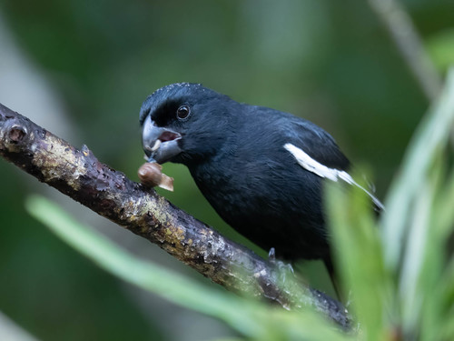 Grand Cayman Bullfinch (Melopyrrha taylori), photo 3