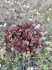 Paeonia broteri