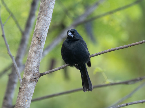 Grand Cayman Bullfinch (Melopyrrha taylori), photo 5