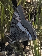 Charaxes pelias
