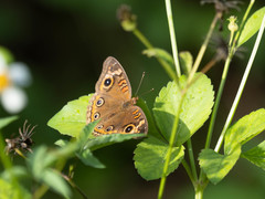 Junonia neildi