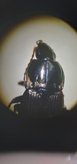Poecilus lucublandus